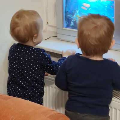 Unser wasserloses Aquarium Unser wasserloses Aquarium